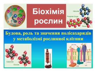 Будова, роль та значення полісахаридів у метаболізмі рослинної клітини