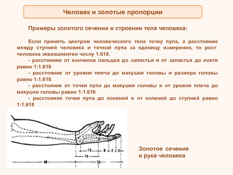 Золотое сечение в теле человека проект по математике