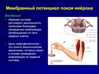 Мембранный потенциал покоя нейрона