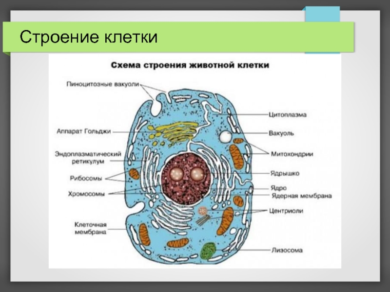 План строения клетки