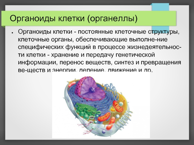 Какая клеточная органелла обозначена на фотографии вопросительным знаком в какой