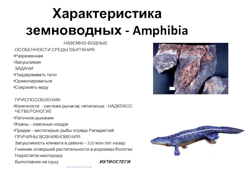 Форма тела земноводных характеристика. Характеристика земноводных. Характеристика земново. Характеристика амфибий. Характеристика земноводных 7 класс.