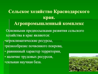 Сельское хозяйство Краснодарского края.Агропромышленный комплекс