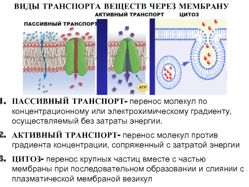 Транспорт против градиента концентрации