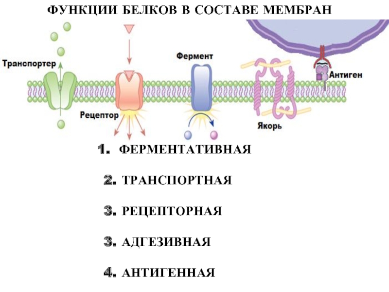 Белок клеточной мембраны. Рецепторная функция клеточной мембраны. Функции мембранных белков. Рецепторная функция плазматической мембраны. Функции белков мембраны.