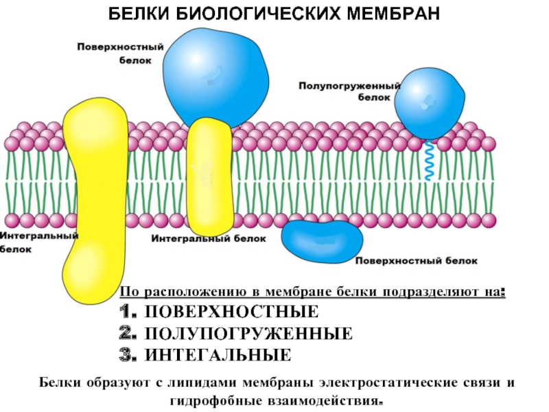 Физические модели мембран