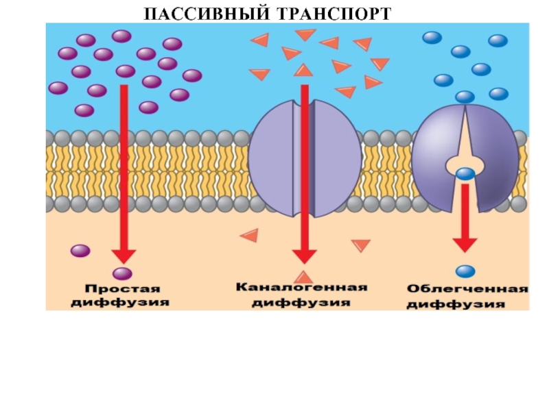 Схема мембранный транспорт