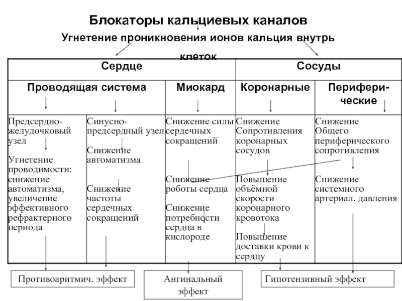 Блокаторы кальциевых каналов. Блокаторы кальциевых каналов механизм. Блокаторы медленных кальциевых каналов побочные эффекты. Механизм действия блокаторов кальциевых каналов схема. Кальций блокаторы кальциевых каналов.