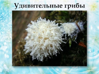 Удивительные грибы. Плесень, мукор, пеницилл, дрожжи, трутовик, головня, фитофтора. Микозы