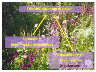 Генетика развития растений. Развитие листа