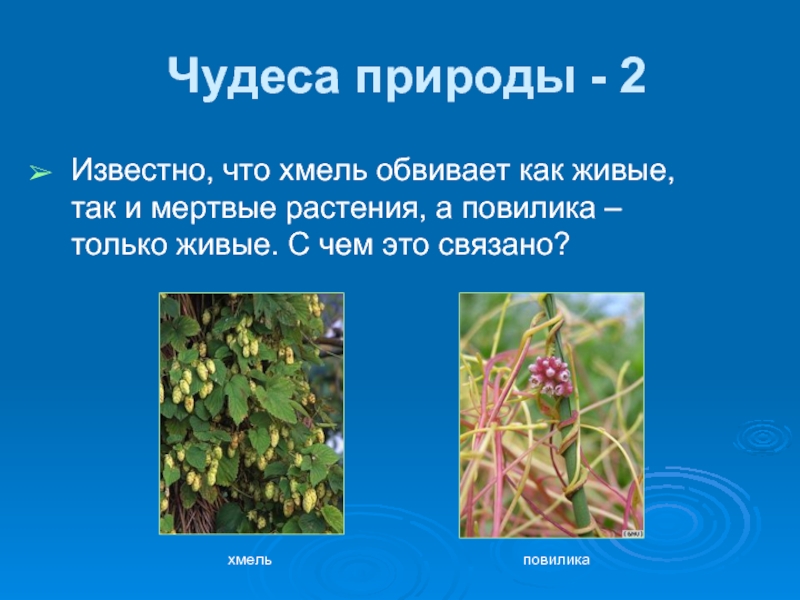 Повилика консумент. Повилика Тип питания. Повилика морфологические адаптации. Повилика обвивается только вокруг живых. Повилика и крапива Тип взаимоотношений.