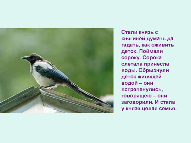 Как поймать сороку. Птица встрепенулась. Сорок сорок поймать сорока.