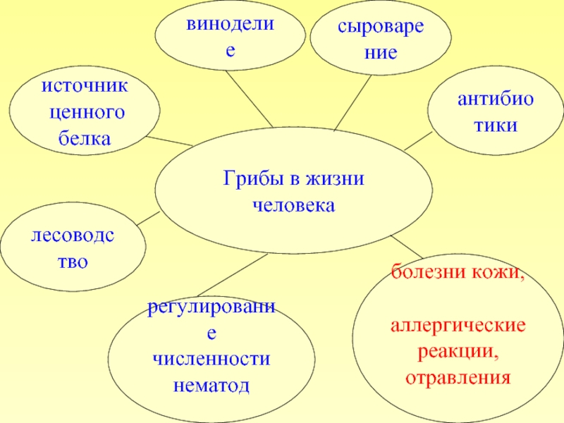 Грибы и их значение в природе и жизни человека 7 класс презентация технология