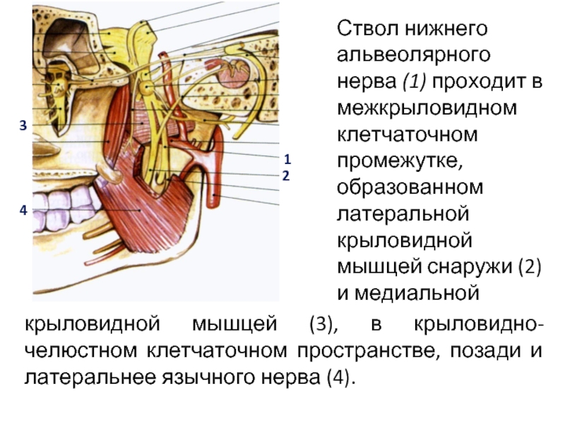 Клетчаточные пространства