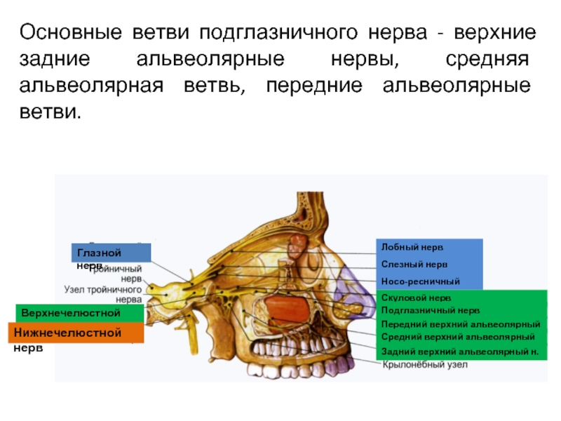 Нижнечелюстной нерв ветви