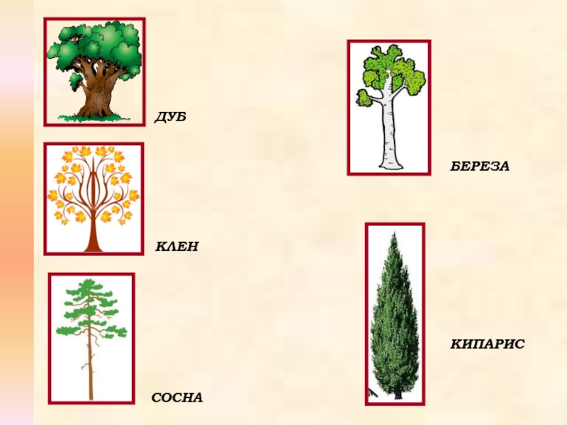 В южной части россии растет много разных деревьев сосны кипарисы березы липы схема предложения