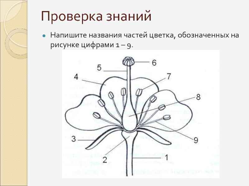 На рисунке цифрой 3 обозначен