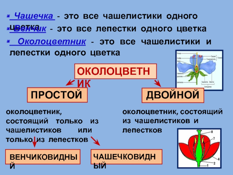 Околоцветник 3 3