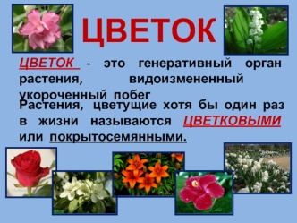 Цветок. Строение цветка