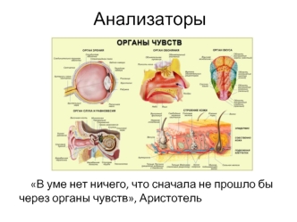 Анализаторы. Строение зрительного анализатора