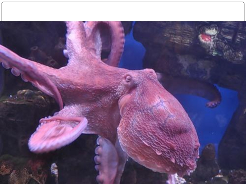 Доклад: Почему осьминоги такие умные
