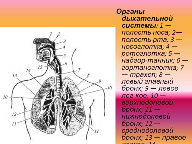 Соотнесите изображение органа дыхания с представителем класса. Отлнлы дыхательная система анатомия. Строение дыхательной системы человека схема. Отделы дыхательной системы схема. Строение дыхательной системы человека схема 7.