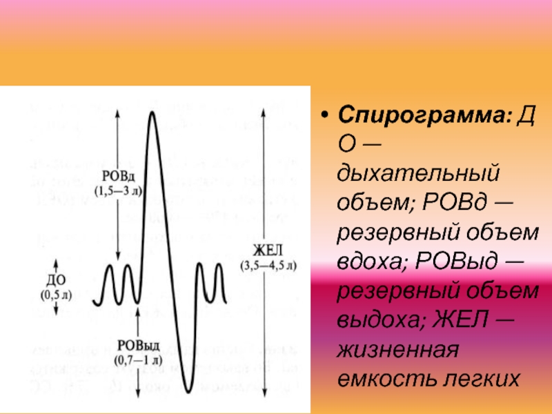 Как нарисовать спирограмму