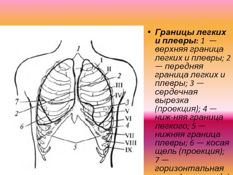 Границы легких картинка