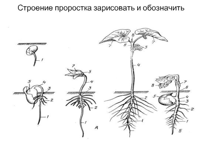 Прорастание споры