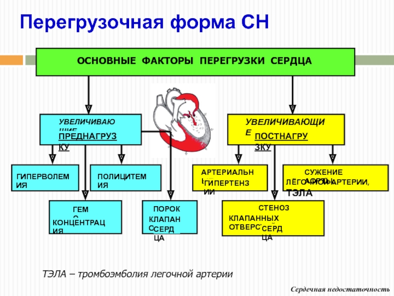 Сердечная недостаточность патофизиология презентация