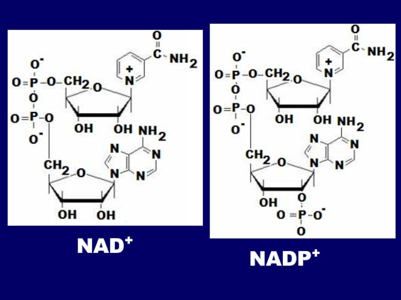 Над название. Над и НАДФ. Кофермент NADP+. Nad формула. Nad+ структура.