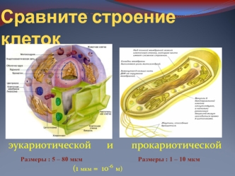 Бактерии