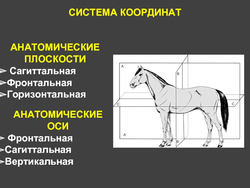 Направление животного