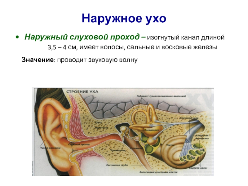 Ушная раковина систем. Наружное ухо (ушная раковина, наружный слуховой проход) строение. Строение наружного уха хрящ. Наружное ухо (ушная раковина, наружный слуховой проход).