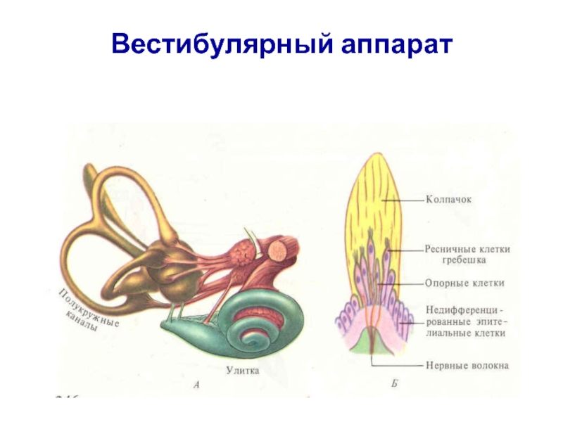 Вестибулярный аппарат картинка с подписями