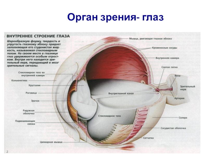 Схема слова глазной