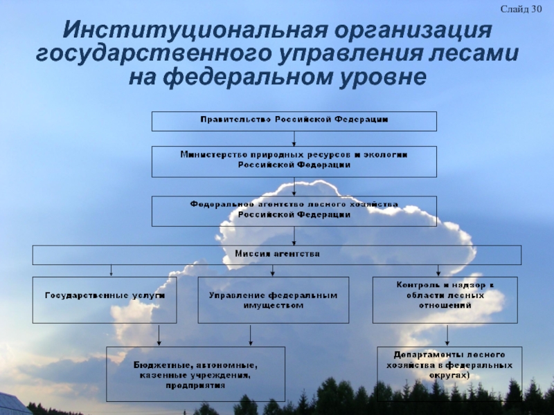 Организационная структура управления лесами федеральный уровень.
