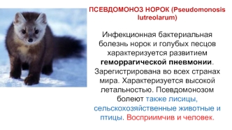 Псевдомоноз норок