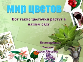 мир цветов