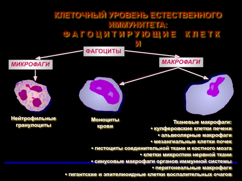 Активность макрофагов. Макрофаги микробиология. Фагоциты и макрофаги. Фагоцитарная активность макрофагов. Макрофаги это клетки.