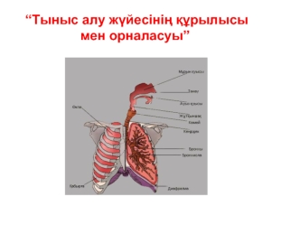 Тыныс алу жүйесі мүшелерінің орналасу аймағын және