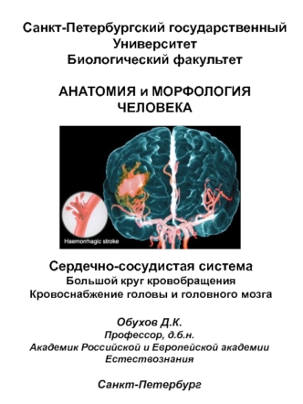 Сердечно-сосудистая система. Большой круг кровобращения. Кровоснабжение головы и головного мозга