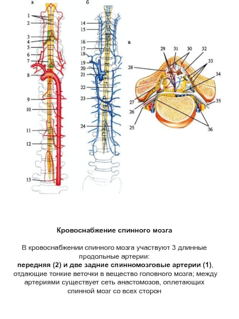 Спинальный кровообращение. Кровоснабжение спинного мозга схема. Схема кровоснабжения головного и спинного мозга. Задняя спинномозговая артерия анатомия. Кровоснабжение спинного мозга по длиннику.