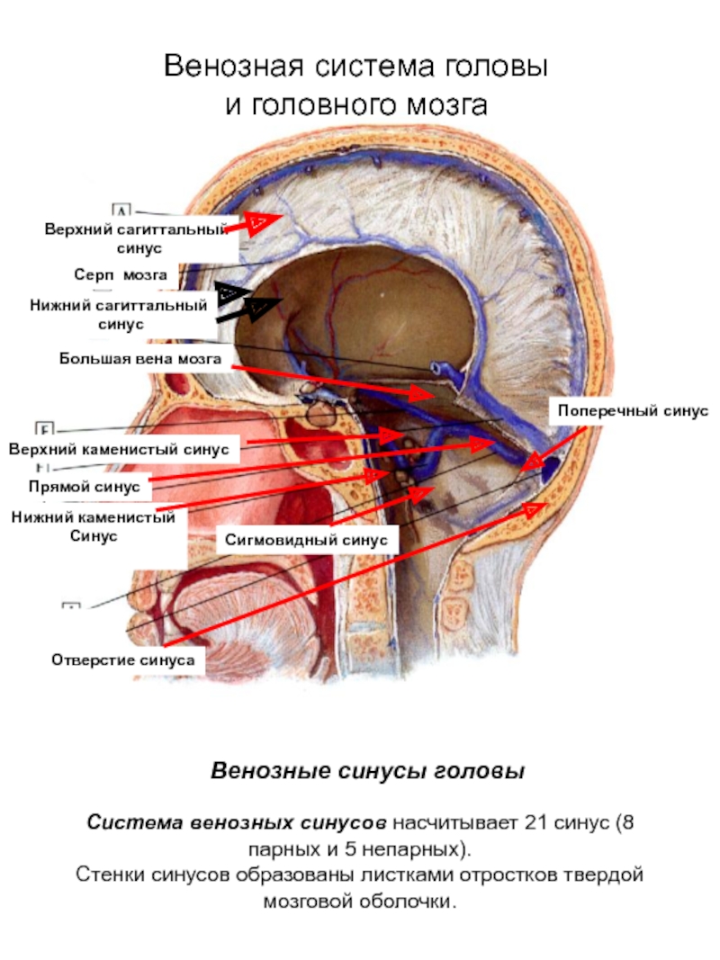 Верхние вены мозга. Венозный Нижний Каменистый синус. Венозные пазухи твердой мозговой оболочки. Вены и синусы головного мозга. Венозные синусы головного мозга.