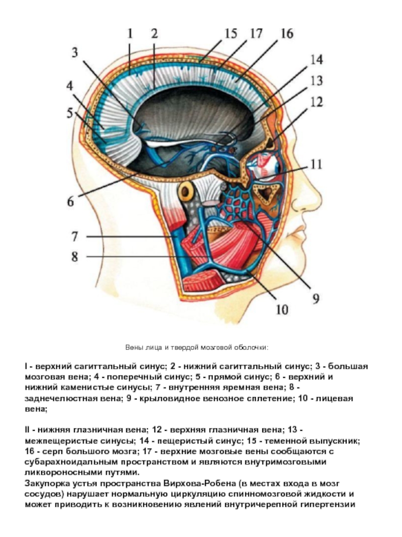 Синус оболочки мозга. Верхний Сагиттальный синус мозга. Артерии вены и нервы твердой мозговой оболочки. Кровоснабжение твердой мозговой оболочки головного мозга. Вены синусы твердой мозговой оболочки.