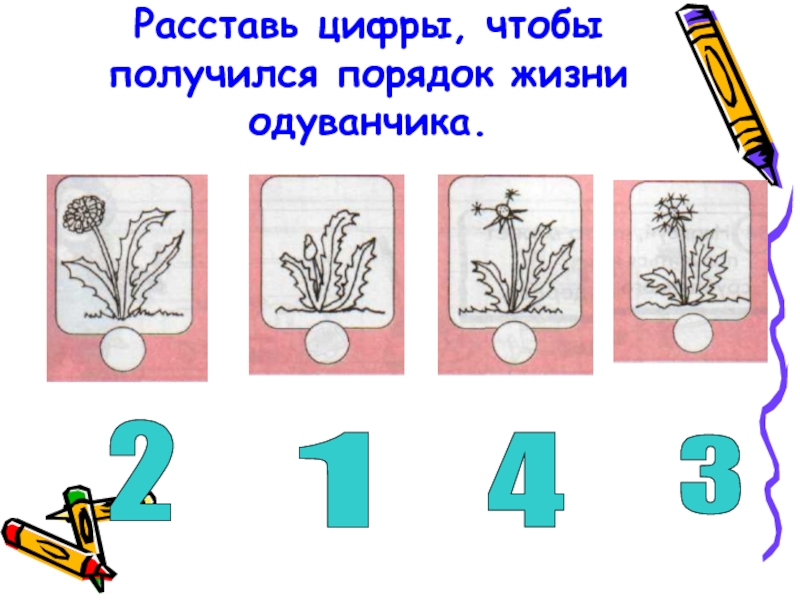 Расставь цифры. Расположи картинки по порядку чтобы получился рассказ. Определи последовательность рисования расставь цифры. Расставь цифры в в плане.