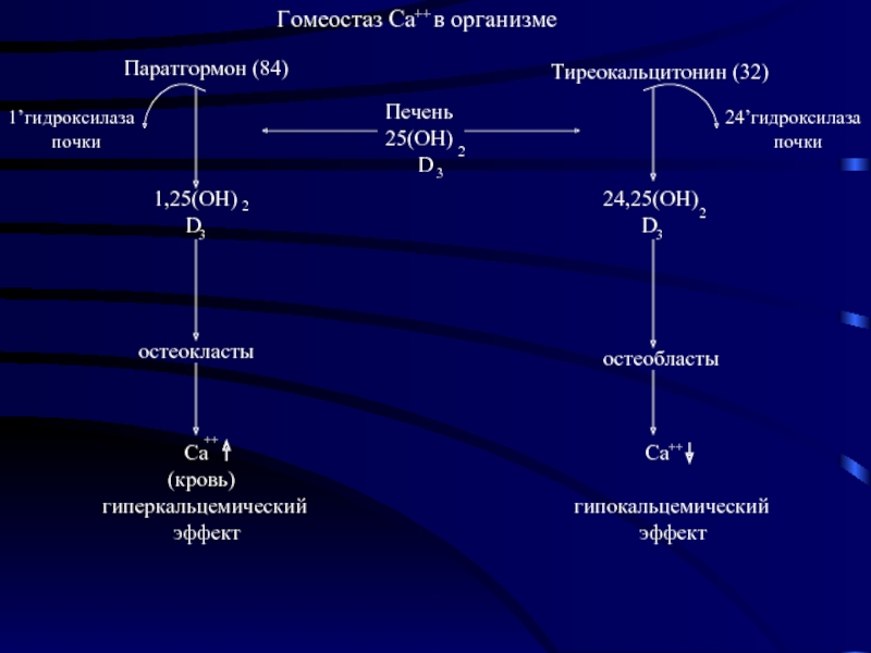 Схема синтеза паратгормона