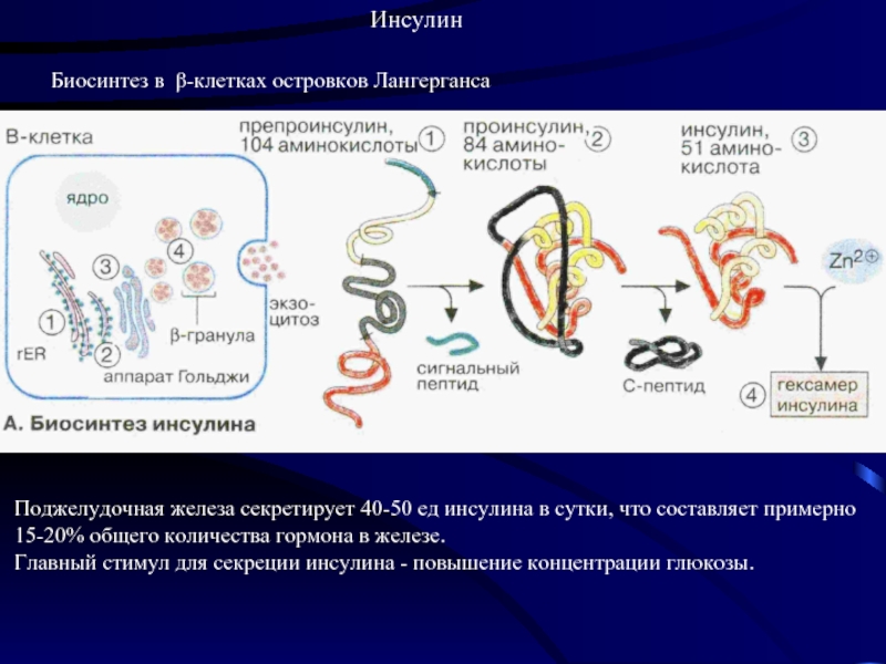 Инсулин биохимия презентация