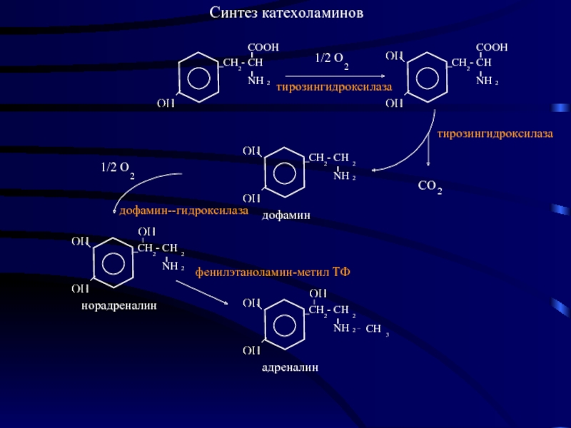 Схема синтеза катехоламинов