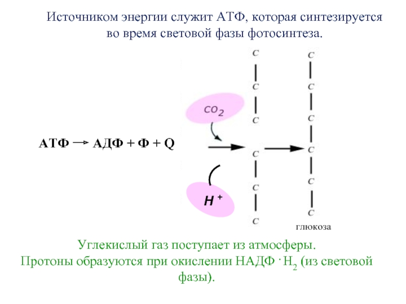 Затрат энергии атф. Окисление НАДФ 2н. АТФ В световой фазе. АТФ источник энергии. АДФ АТФ фотосинтез.